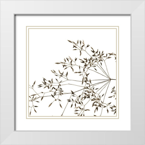 Rose Fillers White Modern Wood Framed Art Print with Double Matting by Phillip, Jamie