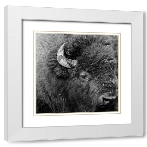 Buffalo Baby White Modern Wood Framed Art Print with Double Matting by Phillip, Jamie