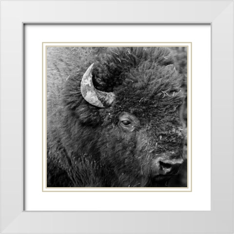 Buffalo Baby White Modern Wood Framed Art Print with Double Matting by Phillip, Jamie