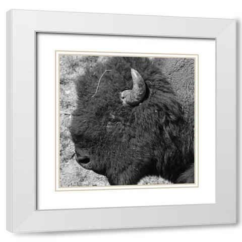 Buffalo Baby 2 White Modern Wood Framed Art Print with Double Matting by Phillip, Jamie