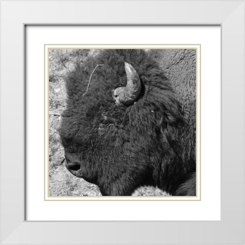 Buffalo Baby 2 White Modern Wood Framed Art Print with Double Matting by Phillip, Jamie