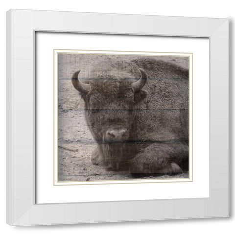 Buffalo Baby 3 White Modern Wood Framed Art Print with Double Matting by Phillip, Jamie