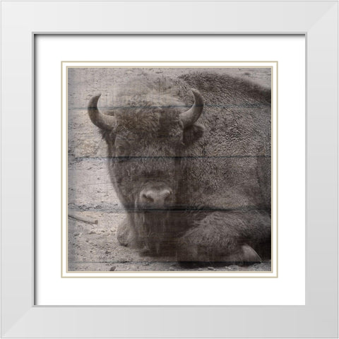 Buffalo Baby 3 White Modern Wood Framed Art Print with Double Matting by Phillip, Jamie
