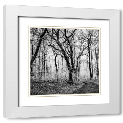 Forest 1 White Modern Wood Framed Art Print with Double Matting by Phillip, Jamie