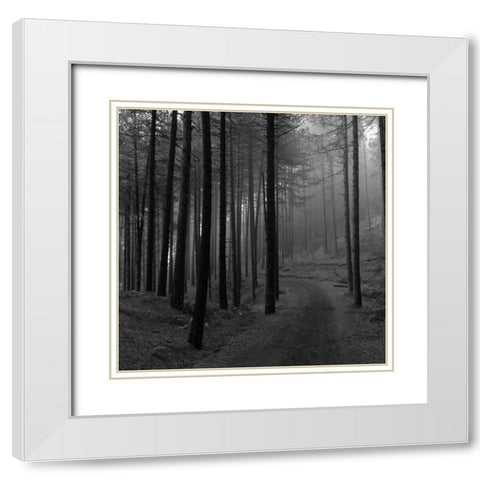 Forest 2 White Modern Wood Framed Art Print with Double Matting by Phillip, Jamie