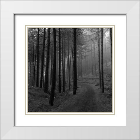 Forest 2 White Modern Wood Framed Art Print with Double Matting by Phillip, Jamie