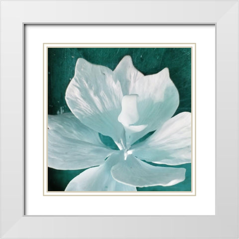 Blue Orchid White Modern Wood Framed Art Print with Double Matting by Phillip, Jamie