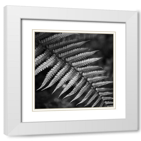 Night Fall Fern White Modern Wood Framed Art Print with Double Matting by Phillip, Jamie