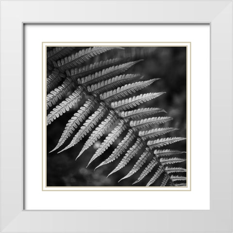 Night Fall Fern White Modern Wood Framed Art Print with Double Matting by Phillip, Jamie