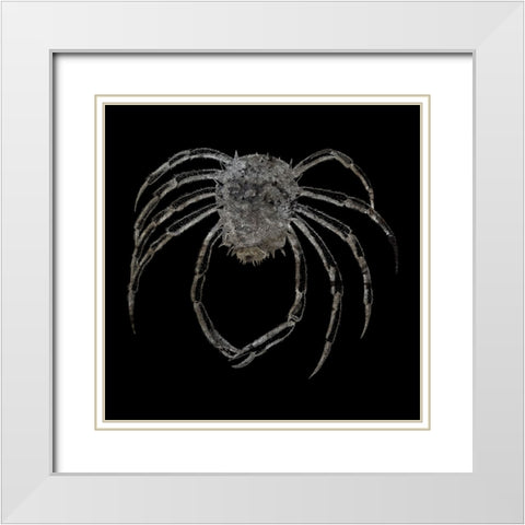 Whay So Crabby 4 White Modern Wood Framed Art Print with Double Matting by Phillip, Jamie