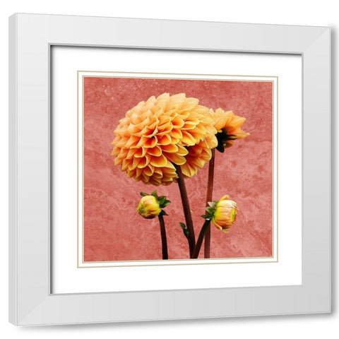 Morning Glory 2 White Modern Wood Framed Art Print with Double Matting by Phillip, Jamie