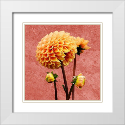Morning Glory 2 White Modern Wood Framed Art Print with Double Matting by Phillip, Jamie