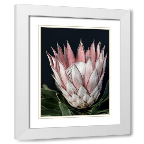King of Flowers White Modern Wood Framed Art Print with Double Matting by Urban Road
