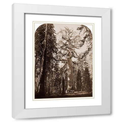 Grizzly Giant - 33 ft. diam. -  Mariposa Grove, Yosemite, California, 1861 White Modern Wood Framed Art Print with Double Matting by Watkins, Carleton