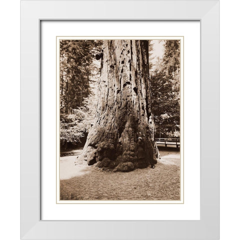 Big Tree Felton (Redwood), Santa Cruz, California, 1880s White Modern Wood Framed Art Print with Double Matting by Watkins, Carleton