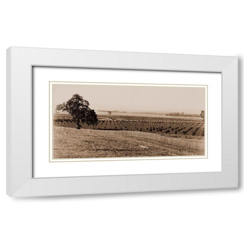 Young Orchard, Palermo, Butte County, California, 1888-1891 White Modern Wood Framed Art Print with Double Matting by Watkins, Carleton