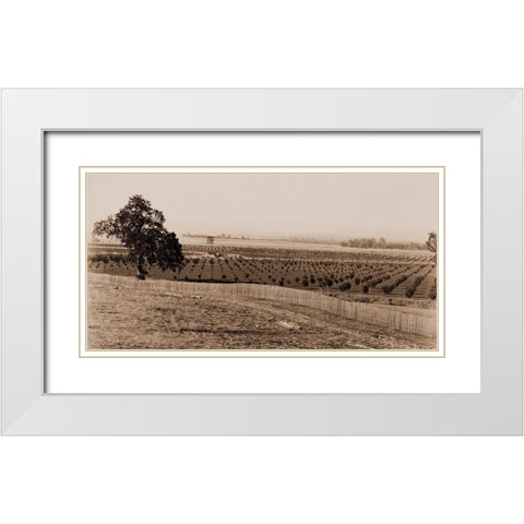 Young Orchard, Palermo, Butte County, California, 1888-1891 White Modern Wood Framed Art Print with Double Matting by Watkins, Carleton