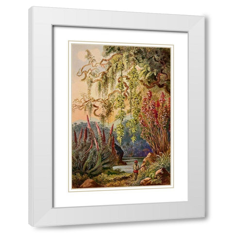 Nillu-Busche und Hangebambusen Hochland von Ceylon White Modern Wood Framed Art Print with Double Matting by Haeckel, Ernst