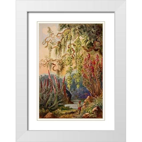 Nillu-Busche und Hangebambusen Hochland von Ceylon White Modern Wood Framed Art Print with Double Matting by Haeckel, Ernst