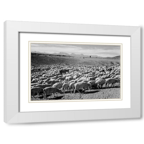 Flock in Owens Valley - National Parks and Monuments, 1941 White Modern Wood Framed Art Print with Double Matting by Adams, Ansel