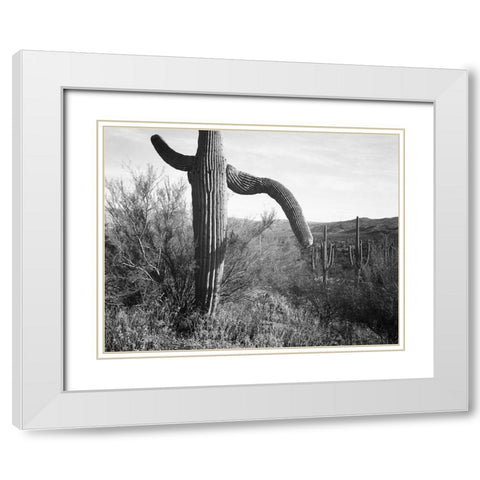 Cactus at left and surroundings, Saguaro National Monument, Arizona, ca. 1941-1942 White Modern Wood Framed Art Print with Double Matting by Adams, Ansel
