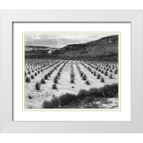 Looking across rows of corn, cliff in background, Corn Field, Indian Farm near Tuba City, Arizona, i White Modern Wood Framed Art Print with Double Matting by Adams, Ansel