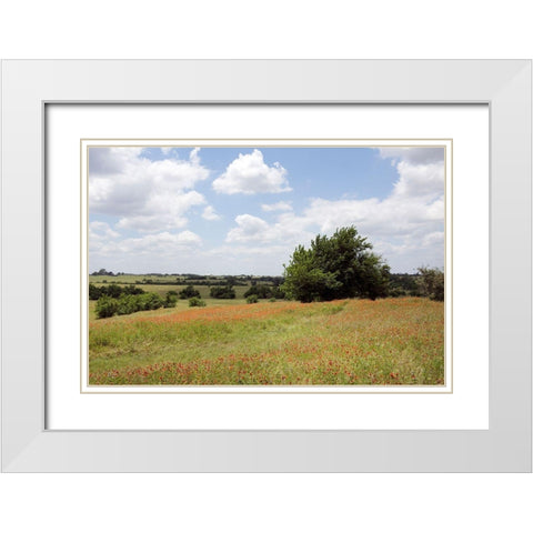 A field of wildflowers near Chappel Hill in Austin County, TX, 2014 White Modern Wood Framed Art Print with Double Matting by Highmith, Carol