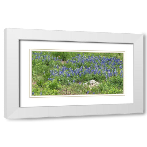 Bluebonnets at the Lady Bird Johnson Wildflower Center, near Austin, TX White Modern Wood Framed Art Print with Double Matting by Highmith, Carol