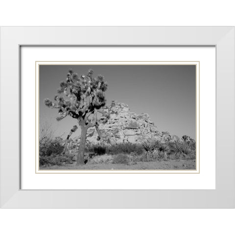 Joshua Tree National Park California White Modern Wood Framed Art Print with Double Matting by Highsmith, Carol