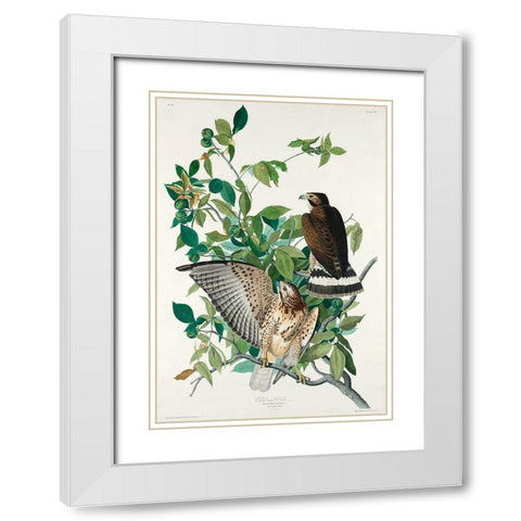 Broad-winged Hawk White Modern Wood Framed Art Print with Double Matting by Audubon, John James