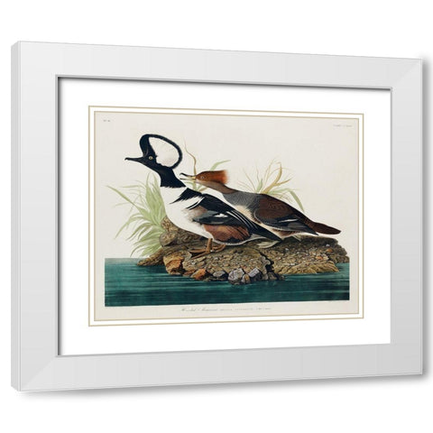 Hooded Merganser White Modern Wood Framed Art Print with Double Matting by Audubon, John James