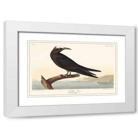Noddy Tern White Modern Wood Framed Art Print with Double Matting by Audubon, John James