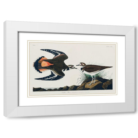 Kildeer Plover White Modern Wood Framed Art Print with Double Matting by Audubon, John James