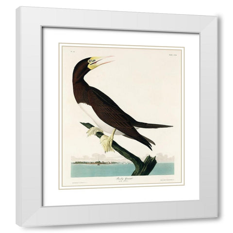 Booby Gannet White Modern Wood Framed Art Print with Double Matting by Audubon, John James