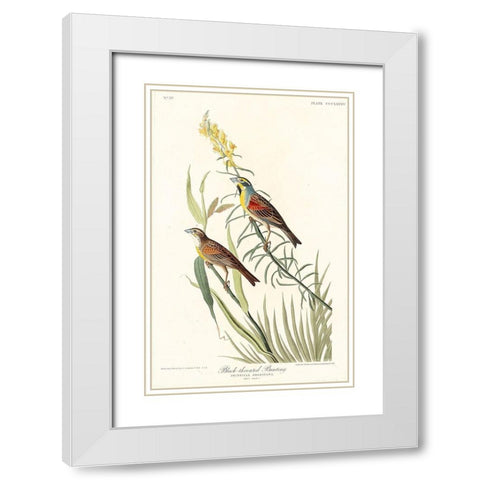 Black-Throated Bunting White Modern Wood Framed Art Print with Double Matting by Audubon, John James