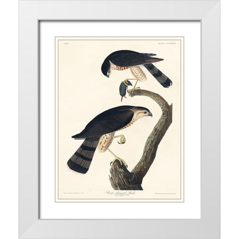 Sharp-shinned Hawk White Modern Wood Framed Art Print with Double Matting by Audubon, John James