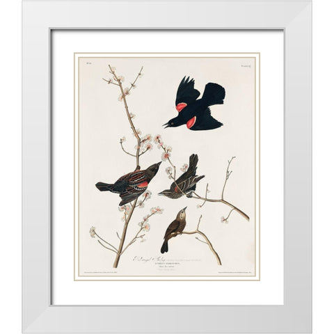 Red winged Starling, or Marsh Blackbird White Modern Wood Framed Art Print with Double Matting by Audubon, John James