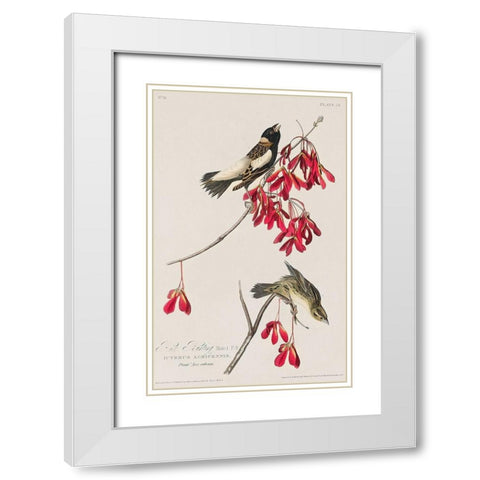 Rice Bird White Modern Wood Framed Art Print with Double Matting by Audubon, John James