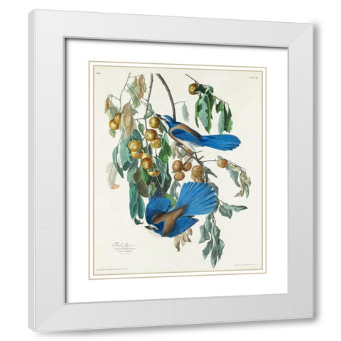 Florida Jay White Modern Wood Framed Art Print with Double Matting by Audubon, John James