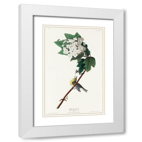 Yellow-throated Vireo White Modern Wood Framed Art Print with Double Matting by Audubon, John James