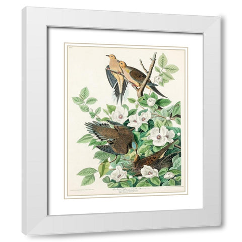 Carolina Pigeon White Modern Wood Framed Art Print with Double Matting by Audubon, John James