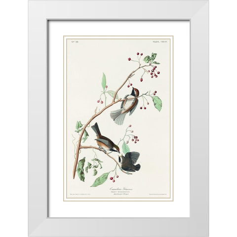 Canadian Titmouse White Modern Wood Framed Art Print with Double Matting by Audubon, John James