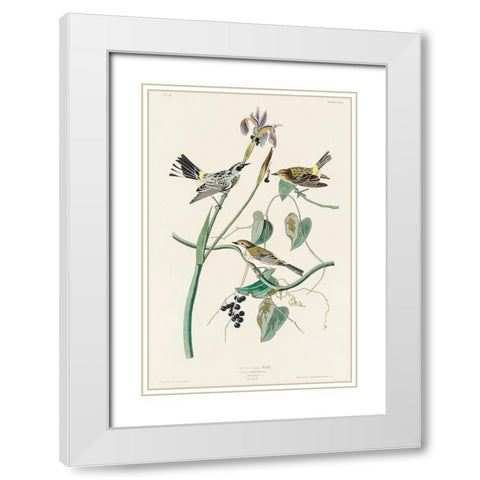 Yellow-crown Warbler White Modern Wood Framed Art Print with Double Matting by Audubon, John James