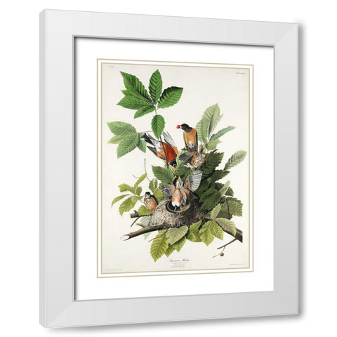 American Robin White Modern Wood Framed Art Print with Double Matting by Audubon, John James