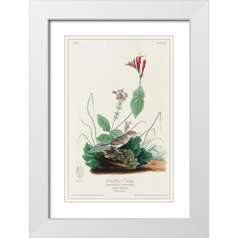 Henslows Bunting White Modern Wood Framed Art Print with Double Matting by Audubon, John James
