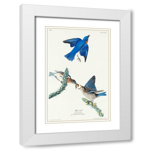 Blue-bird White Modern Wood Framed Art Print with Double Matting by Audubon, John James