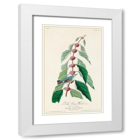 Blue-green Warbler White Modern Wood Framed Art Print with Double Matting by Audubon, John James