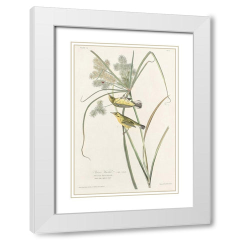 Prairie Warbler White Modern Wood Framed Art Print with Double Matting by Audubon, John James