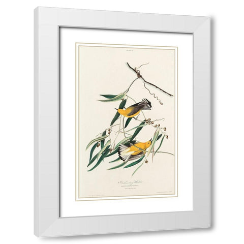 Prothonotary Warbler White Modern Wood Framed Art Print with Double Matting by Audubon, John James