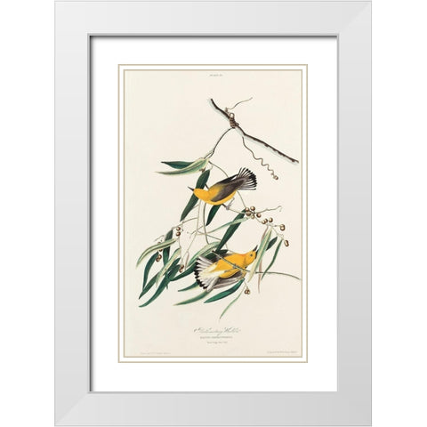 Prothonotary Warbler White Modern Wood Framed Art Print with Double Matting by Audubon, John James